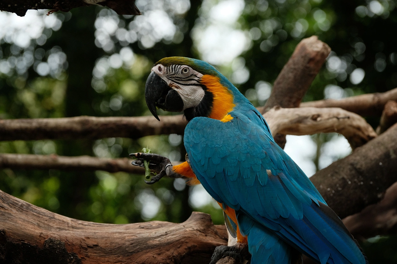 Samatvam Yoga Retreat Brazil - Blue Macaw